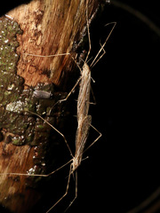 Limoniidae