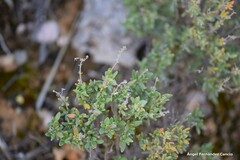 Helianthemum squamatum