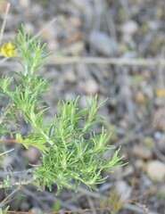 Helichrysum stoechas