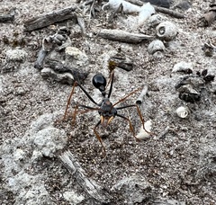 Myrmecia arnoldi