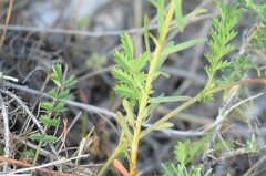 Sanguisorba verrucosa