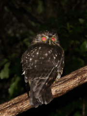 Ninox novaeseelandiae