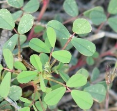 Melilotus neapolitanus