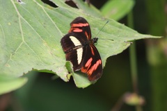 Heliconiini