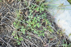 Melilotus neapolitanus