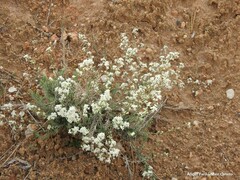 Lepidium subulatum