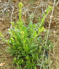 Sisymbrium runcinatum