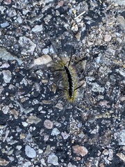 Lophocampa mixta