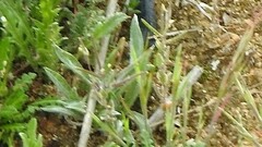 Plantago afra