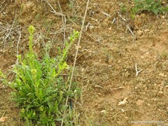Sisymbrium runcinatum