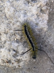 Lophocampa mixta