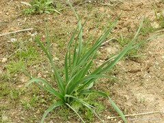 Asphodelus cerasiferus