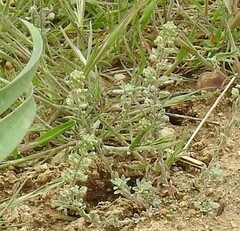 Reseda phyteuma