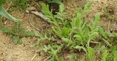 Papaver rhoeas
