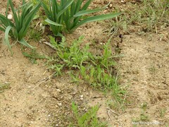 Reseda phyteuma