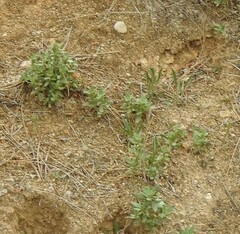 Helianthemum squamatum