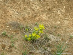 Helianthemum squamatum