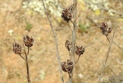 Asphodelus cerasiferus