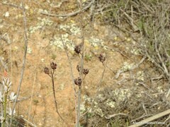 Asphodelus cerasiferus