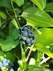 Smilax lasioneura