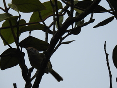 Hylophilus poicilotis