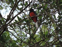 Trogon surrucura
