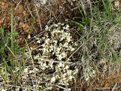Cladonia foliacea