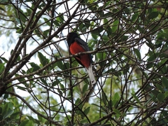 Trogon surrucura