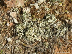 Cladonia foliacea