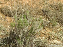 Gypsophila struthium