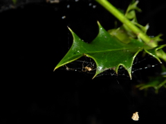 Neriene peltata