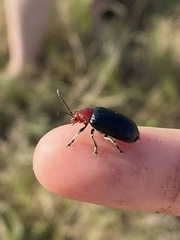 Cacoscelis nigripennis
