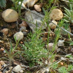 Teucrium pseudochamaepitys