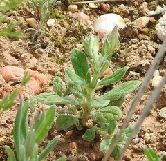 Helianthemum ledifolium