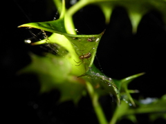 Neriene peltata