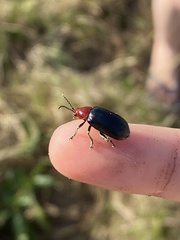 Cacoscelis nigripennis