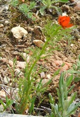 Adonis aestivalis
