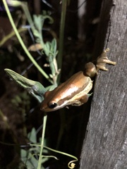 Litoria adelaidensis