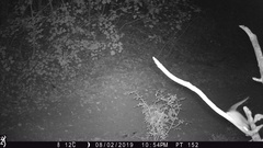 Peromyscus sonoriensis