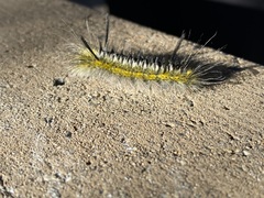 Lophocampa mixta