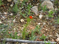 Helianthemum ledifolium