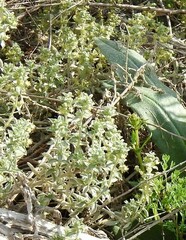 Mercurialis tomentosa