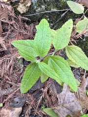 Brickellia cylindracea