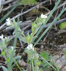 Buglossoides arvensis