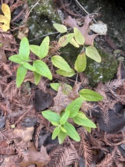 Brickellia cylindracea