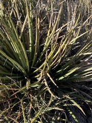 Agave schottii schottii