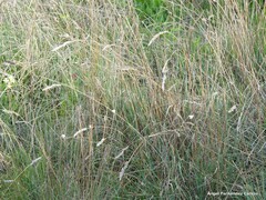 Dactylis glomerata hispanica