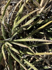 Agave schottii schottii