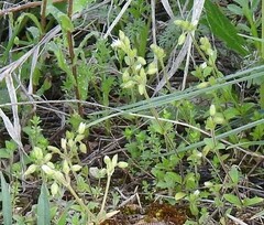 Cerastium brachypetalum