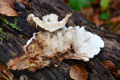 Spongipellis spumeus